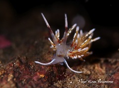 Rubramoena rubescens