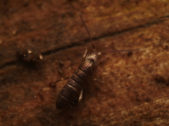 Tomocerus minor