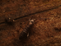 Tomocerus minor