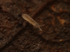 Parisotoma notabilis