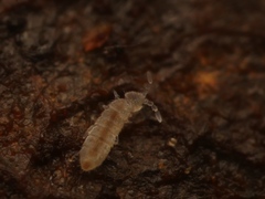 Parisotoma notabilis