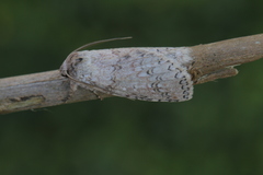 Meragisa albescens image