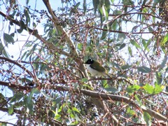 Melithreptus chloropsis