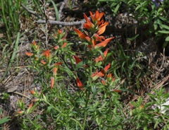 Castilleja patriotica