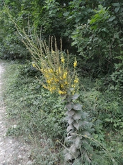 Verbascum pyramidatum
