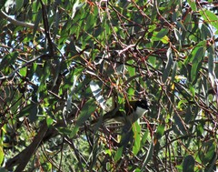 Melithreptus chloropsis