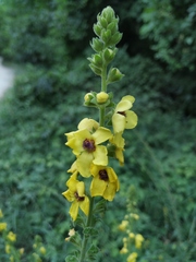 Verbascum pyramidatum