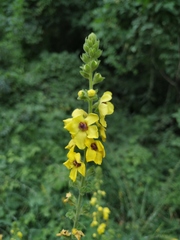 Verbascum pyramidatum