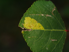 Aulagromyza populi
