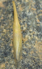 Paradorydium paradoxum