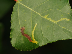 Aulagromyza populi