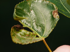 Phyllocnistis unipunctella