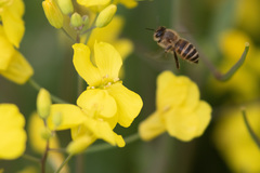 Apis cerana japonica