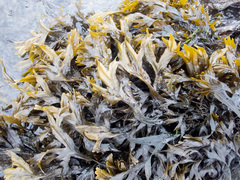 Fucus ceranoides