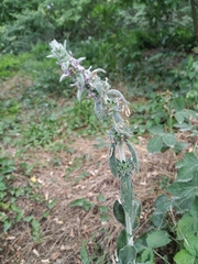 Stachys cretica