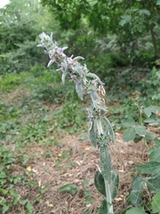 Stachys cretica