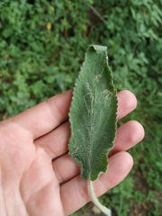 Stachys cretica
