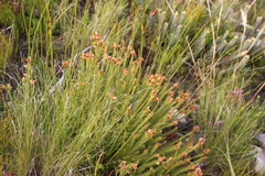 Penaea mucronata