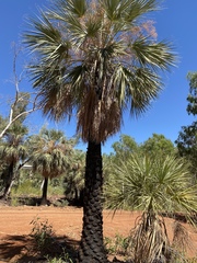 Livistona alfredii