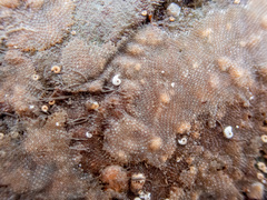 Oshurkovia littoralis