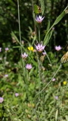 Xeranthemum cylindraceum