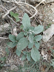 Heliotropium ellipticum