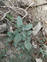 Heliotropium ellipticum