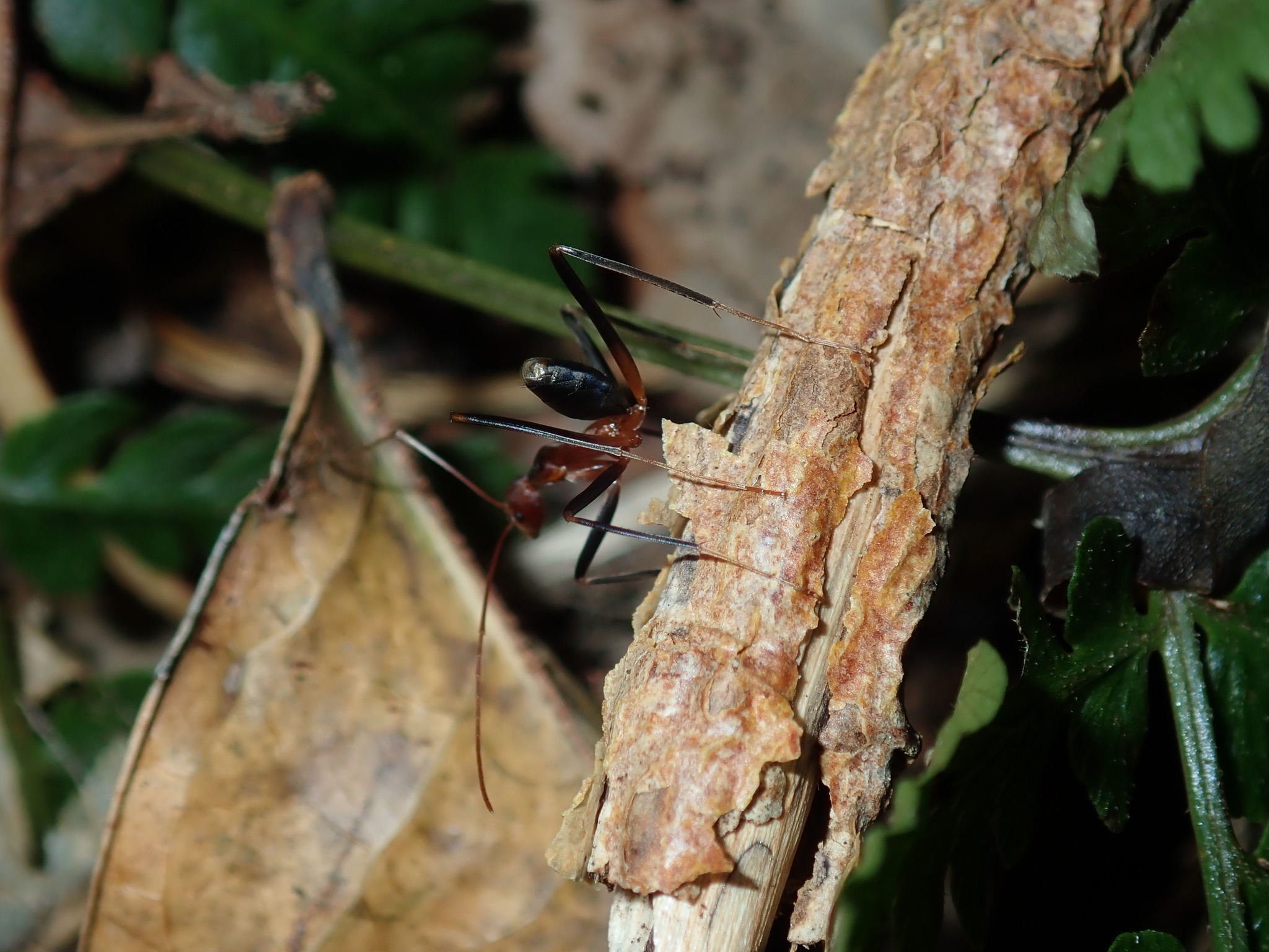 Leptomyrmex wiburdi