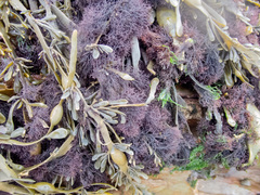 Vertebrata lanosa