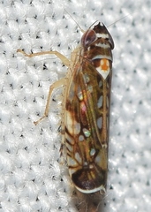 Osbornellus horvathi