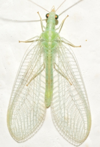 Cunctochrysa baetica