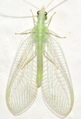 Cunctochrysa baetica