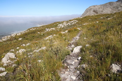 Grubbia tomentosa