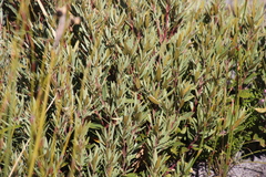 Grubbia tomentosa