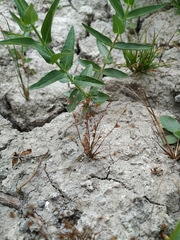 Juncus sphaerocarpus