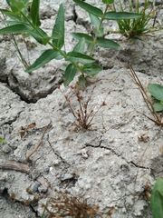 Juncus sphaerocarpus