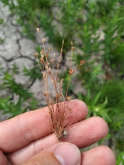 Juncus sphaerocarpus