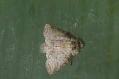 Drugera mimica