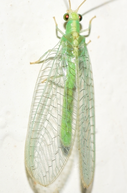 Chrysopa viridana