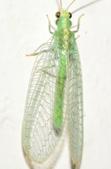 Chrysopa viridana