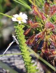 Osmitopsis parvifolia
