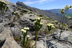 Lachnaea pomposa