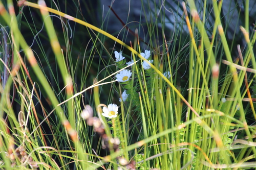 Image of Osmitopsis parvifolia by (c) Tony Rebelo, some rights reserved (CC BY-SA)