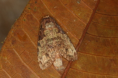 Ophitis culpata