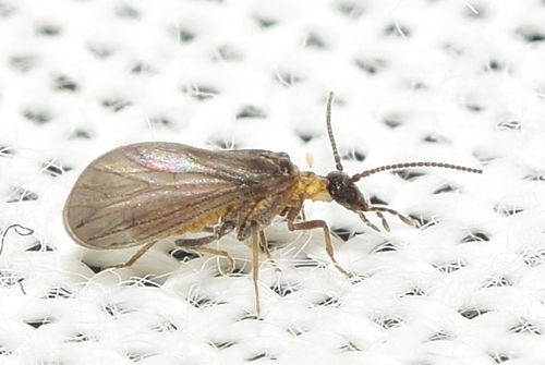 Aleuropteryx