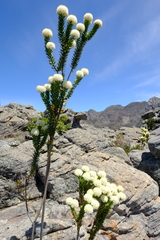 Lachnaea pomposa