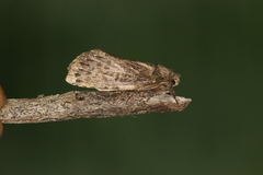 Pseudodryas amathynta