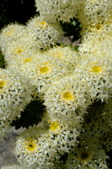 Lachnaea pomposa