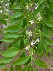 Olax dissitiflora