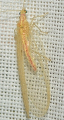 Chrysoperla ankylopteryformis